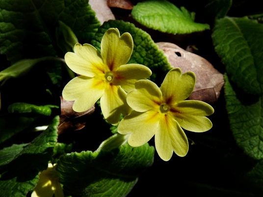 {Primula vulgaris}
